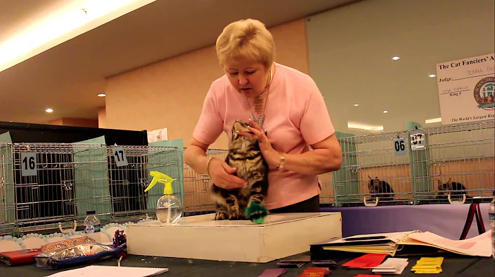 Watch the video about CFA Cat Show, my Maine Coon