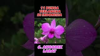 BUNGA TERLANGKA DI INDONESIA. #bunga #anggrek #indonesia #beritaterkini