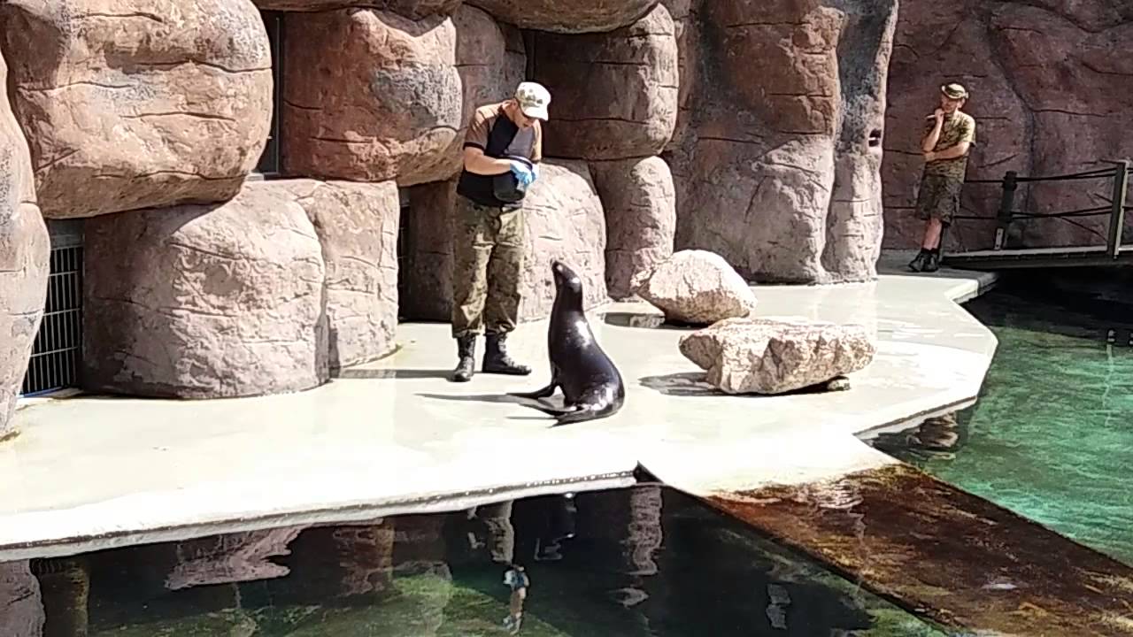 Trening uchatki kalifornijskiej - zoo Opole - YouTube