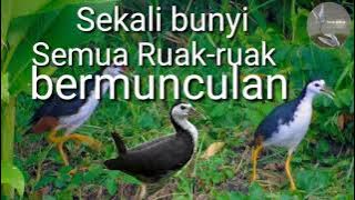 Suara pikat Ruak-ruak/kruak untuk siang hari di jamin 100% AMPUH