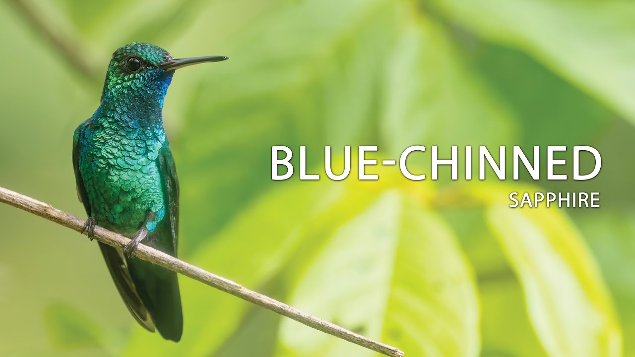 Blue-chinned Sapphire 