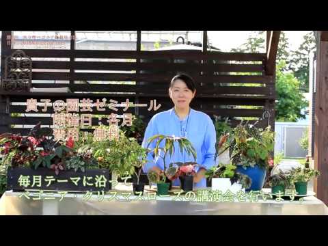 貴子の園芸ゼミナール第5回木立性ベゴニアの栽培方法のご紹介 Youtube