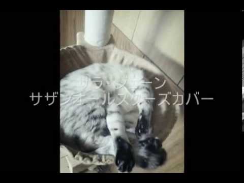 サラ・ジェーン / サザンオールスターズカバー