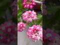 Verbena 🌸🪴 #youtube #ytshorts #yt #youtube #viral #trending #nature #flowers