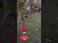 Popeye’s got the zoomies and Laika gives chase.