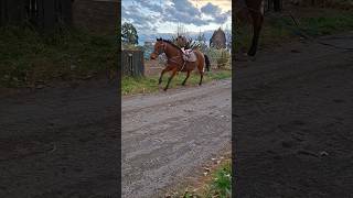 #2952.. Riley does his own thing. #newzealand #horsefarm