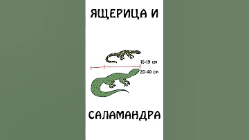 А вы знаете как различить ящерицу и саламандру ? #академияброкколи #shorts #саламандра #ящерица