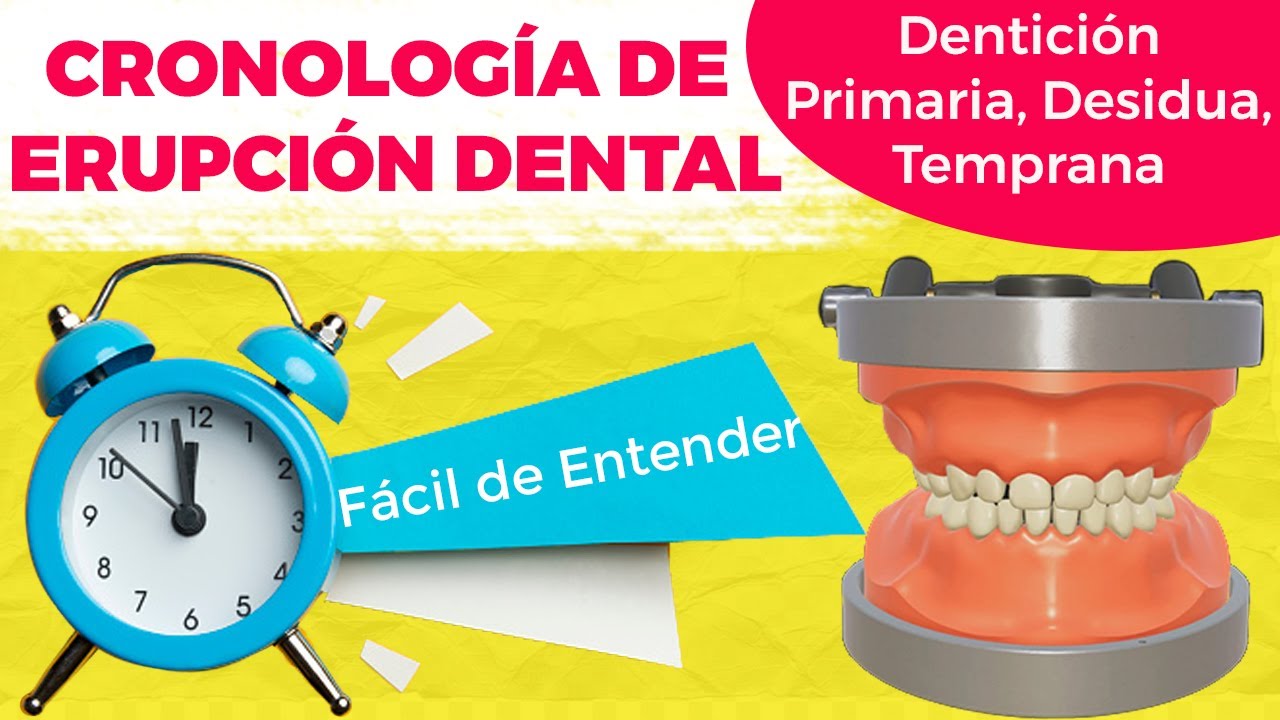 🦷Cronología De Erupción Dentición Primaria Decidua / Erupción Dental