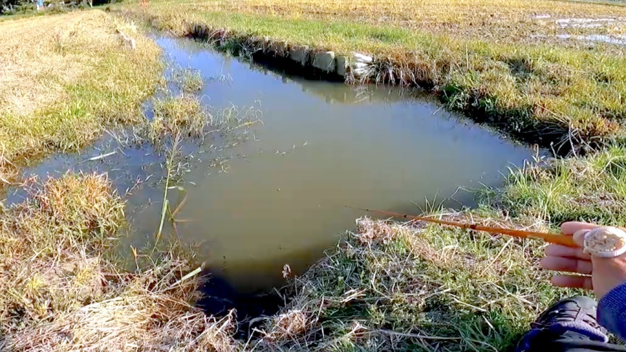 コブナを求めて小物釣り!初冬の北浦の水路で小鮒を狙ってみた - YouTube