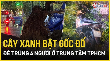 Cây xanh bật gốc trong mưa đè trúng 4 người đi đường ở TPHCM | Báo VietNamNet