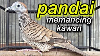 perkutut lokal tumbak cucukan suara halus pandai memancing kawan