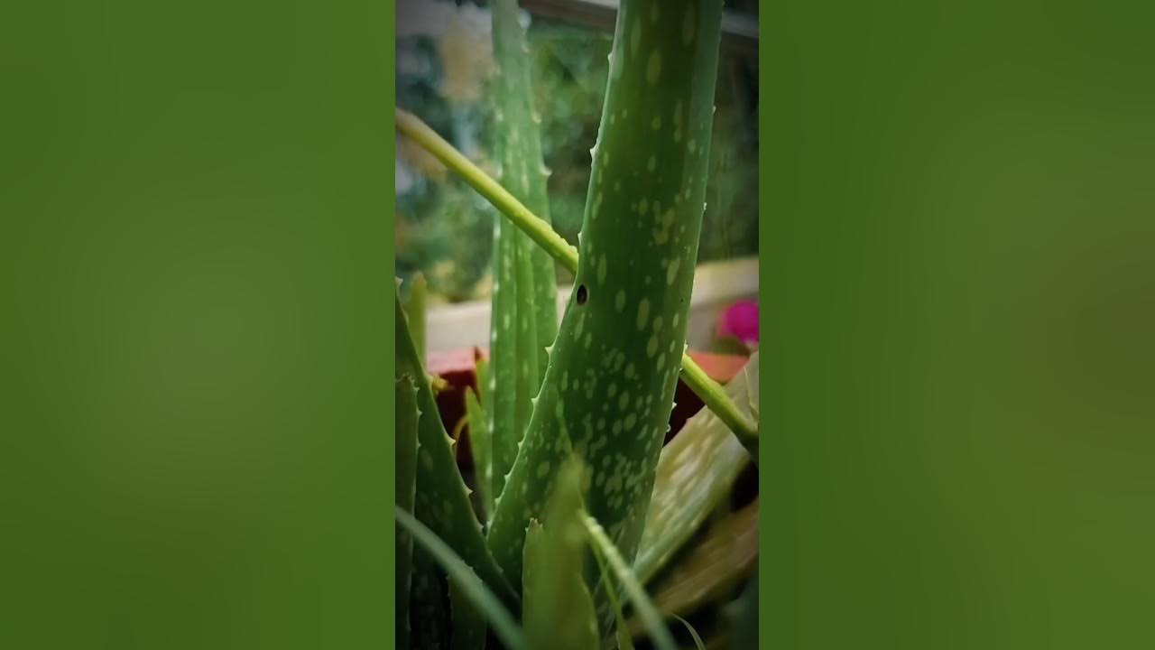 the natural beauty ππ²ππ#ytshort #nature #song #feel #shortvideo #md #shaif the natural beauty ππ²ππ#ytshort #nature #song #feel #shortvideo #md #shaif