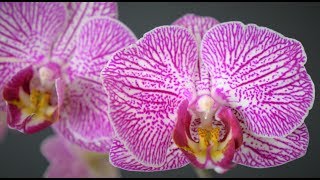 Phalaenopsis Happy Minho orchid in bloom(2018) screenshot 5