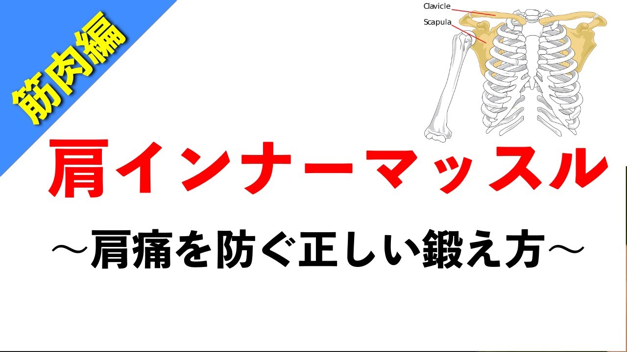 【柔道整復師が教える解剖学】肩のインナーマッスルと正しいトレーニング方法