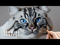 Photorealistic cat drawing  color pastel pencil animal art  timelapse