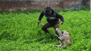 This Leopard Showed No Mercy For Kofi Mahlangu