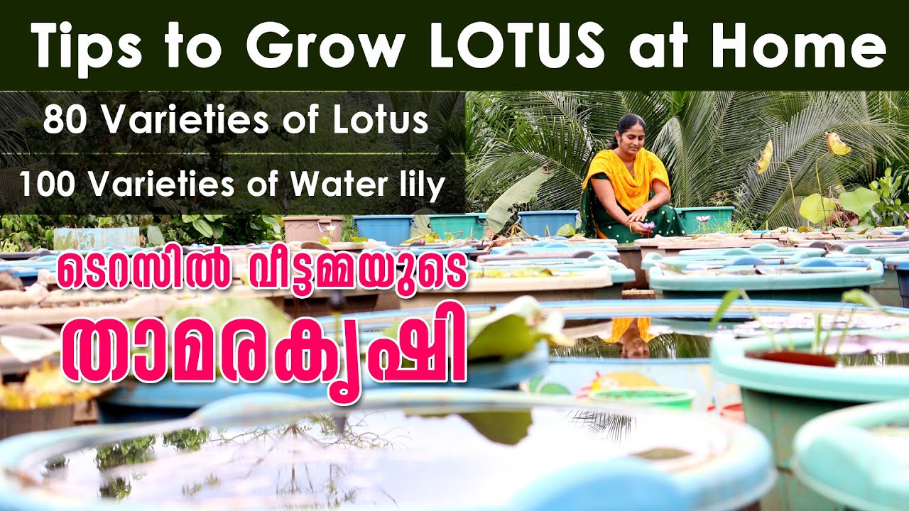 ടെറസിൽ വീട്ടമ്മയുടെ താമര കൃഷി | 80 Varietiesof Lotus |100 Varietiesof Waterlily | Tips to Grow LOTUS