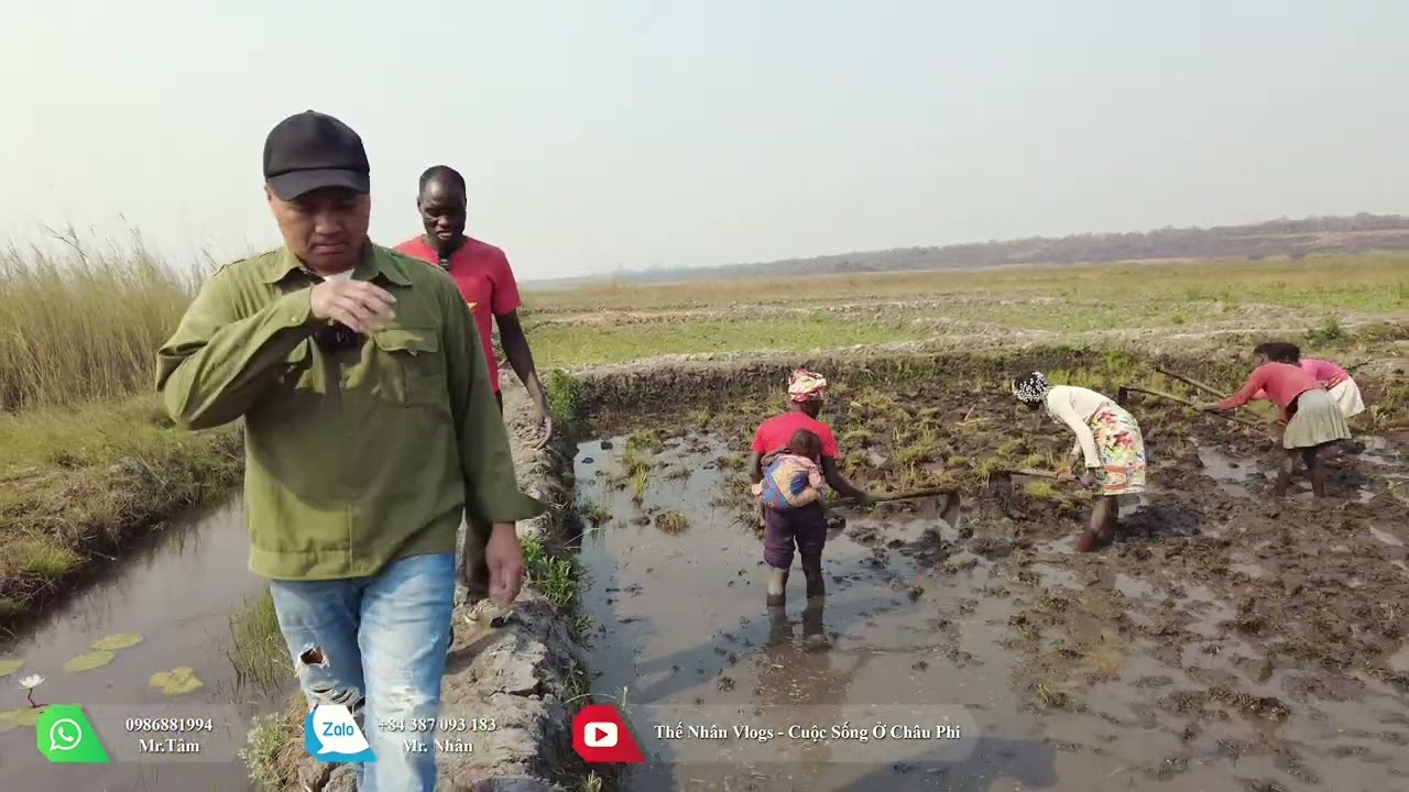 Thế Nhân || Liệu Cây Mạ Giống HG12 Có Đáp Ứng Đủ Các Tiêu Chí Cho Vụ Cấy Trước Ngày 15/09 ?