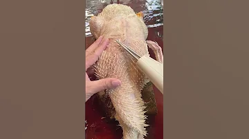 Portable Duck Feather Cleaning Tool Good Tools And Machinery Can Increase Work Efficiency 