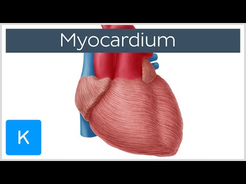 Video: Forskjellen Mellom Myocardium Og Pericardium