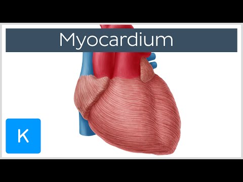 ভিডিও: মায়োকার্ডিয়াম কোথায় অবস্থিত?