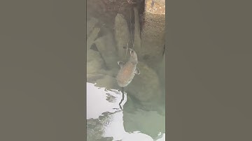 This fish was drifting #cool #fish #water #big #spiny #puff #pufferfish #epic #drifting