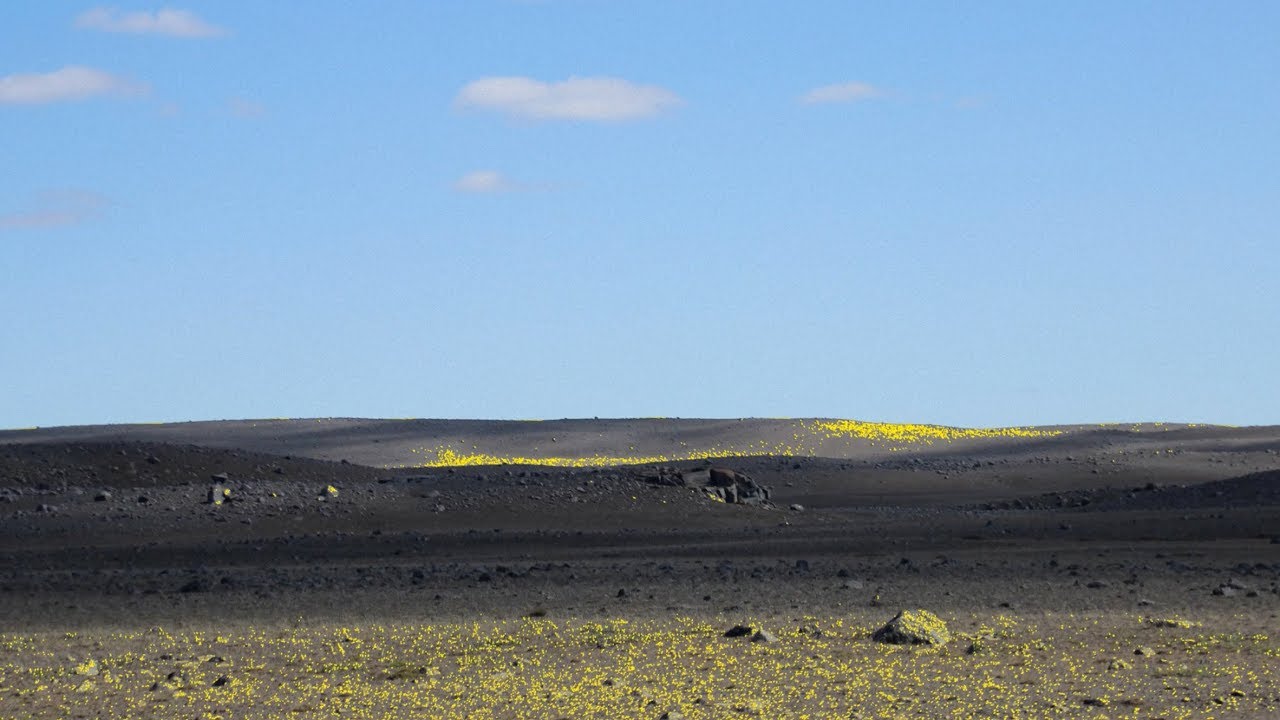 Julia Schwarz uses lichen to create food for after an apocalypse