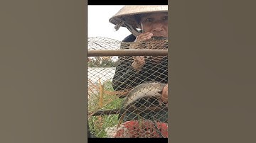 Thăm Lờ Cá Mùa Nước Nổi Dính Cặp Cá Lóc Đồng Mương Ruộng #shorts #bắtcálócđồng #cálócđồng