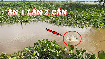 Đi Câu Cá Chốt Ngày Gió To Đụng Ngay Ổ Cá Chốt Liền Được Một Mẻ Cá Chốt Kho Tiêu - Duy Câu Cá Chốt