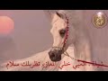 شيلة :العبي خلي المعازيم تظربلك سلام