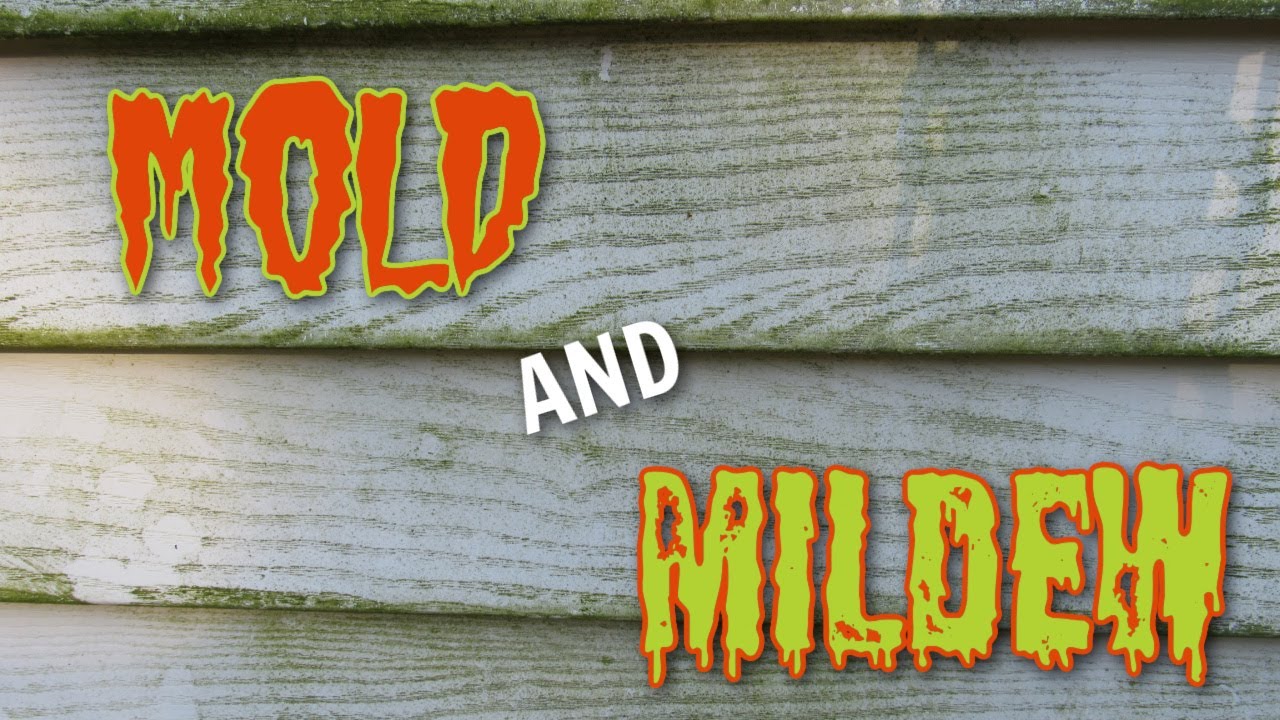 How Mold and Mildew Can Scare Off Potential Home Buyers