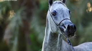 حالات واتس اب خيل - خيول شيلات