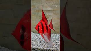 Red fish