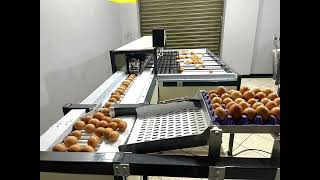 Clasificadora de huevos electrónica (egg grading machine)