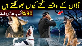 Kuttay Aazan Ke Waqt Kiyaun Bhonkte Hain | اُس وقت کتے انسانوں کو کیا کہتے ہیں | Maktab TV