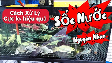 Cá Bị Sốc Nước Đây Là Cách Cứu Hiệu Quả Nhất - Nguyên Nhân Và Cách Khắc Phục Hiệu Quả Dễ Làm.