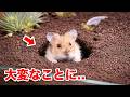 ハムスターを水槽に入れると野生化する...