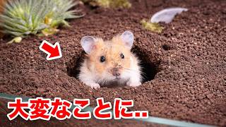 ハムスターを水槽に入れると野生化する...