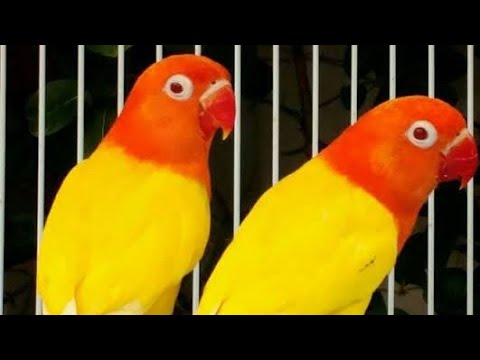 Amazing Colourful Love Bird | Love Bird Sounds | Lovebird Breeding in