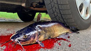 Crushing Crunchy & Soft Things by Car! EXPERIMENT: CAT FISH VS CAR screenshot 2