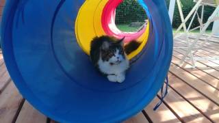 Vicky Ja Tessa Temmeltävät Pennut Maine Coon Vicky Pinseri Tessa