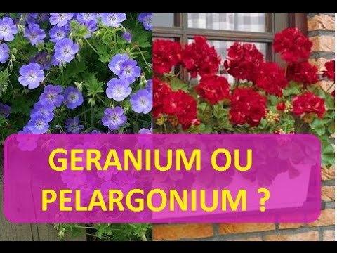 Vidéo: Pélargonium Ou Géranium