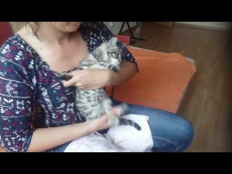 Cat Triufė nail trimming