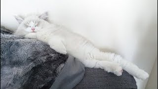 Ragdoll Kitten Loves To Stay On Top Of Sofa by Juniper Ragdoll 93 views 5 years ago 4 minutes, 29 seconds