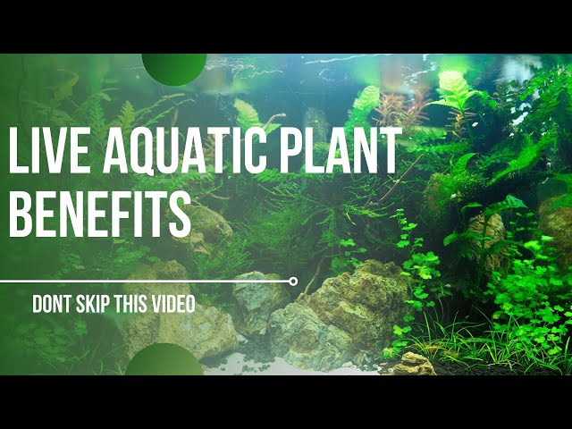 The Many Benefits of Live Aquarium Plants - Alsip Home & Nursery