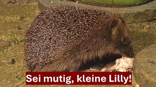 Welcher Igel frisst zuerst das gekochte Hühnerfleisch, Lilly oder Paul? Nr. 175 (12.04.2024)