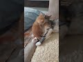 grandmother cat Vasya loves her grandson. бабушка кошка Вася любит внучка.