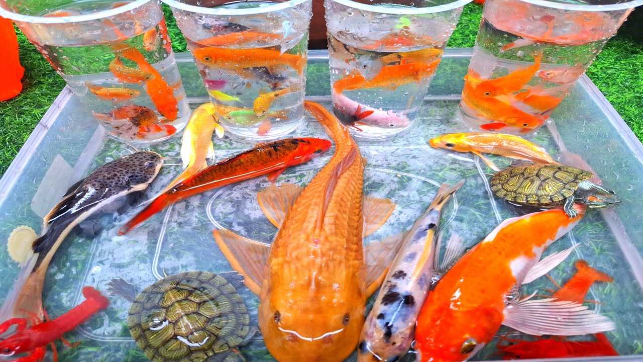 Unboxing Ikan Cupang Hias, Ikan Koi, Ikan Sapu-Sapu, Ikan Lele, Ikan Glowfish, Kura-Kura, Lobster