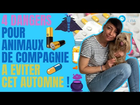 Vidéo: 7 Dangers pour les animaux domestiques et les plantes d'automne