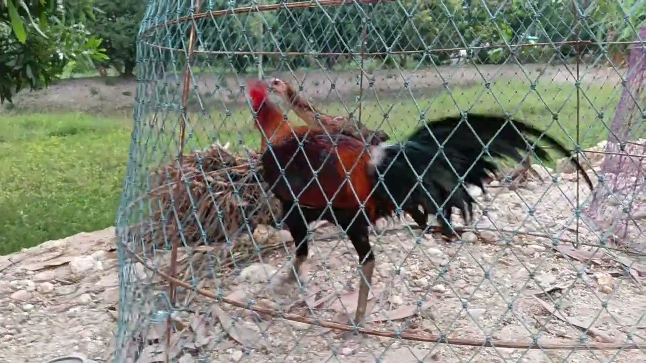 มาแล้วกับไก่หนุ่ม